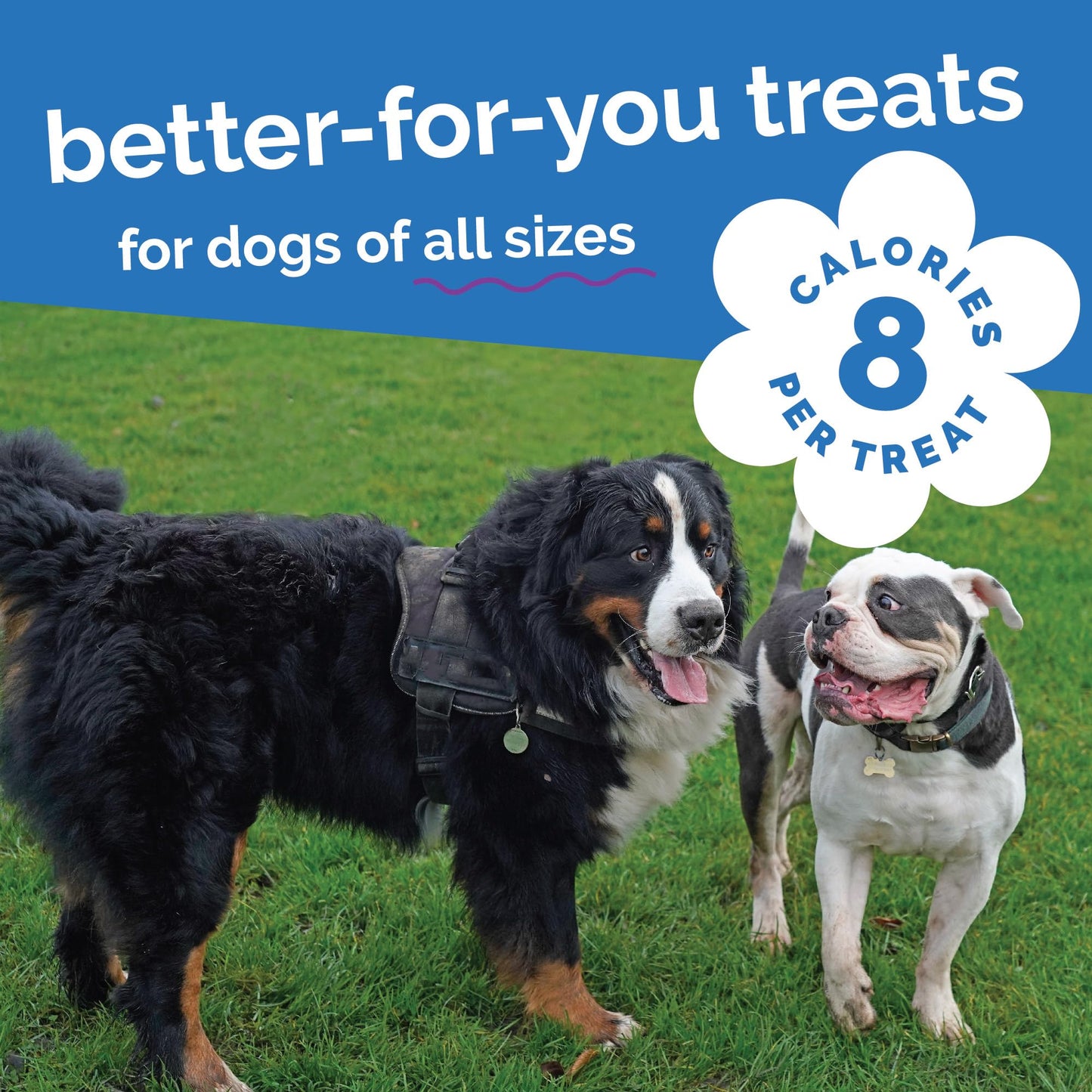 Fruitables Baked Dog Treats, Healthy Pumpkin Treat for Dogs, Low Calorie & Delicious, Free of Wheat, Corn and Soy, Made in The USA, Pumpkin and Blueberry Flavor, 20oz