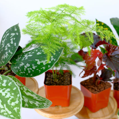 Easy to Grow Houseplants (Pack of 6), Live House Plants in Containers, Growers Choice Plant Set in Planters with Potting Soil Mix, Home Décor Planting Kit or Outdoor Garden Gifts by Plants for Pets