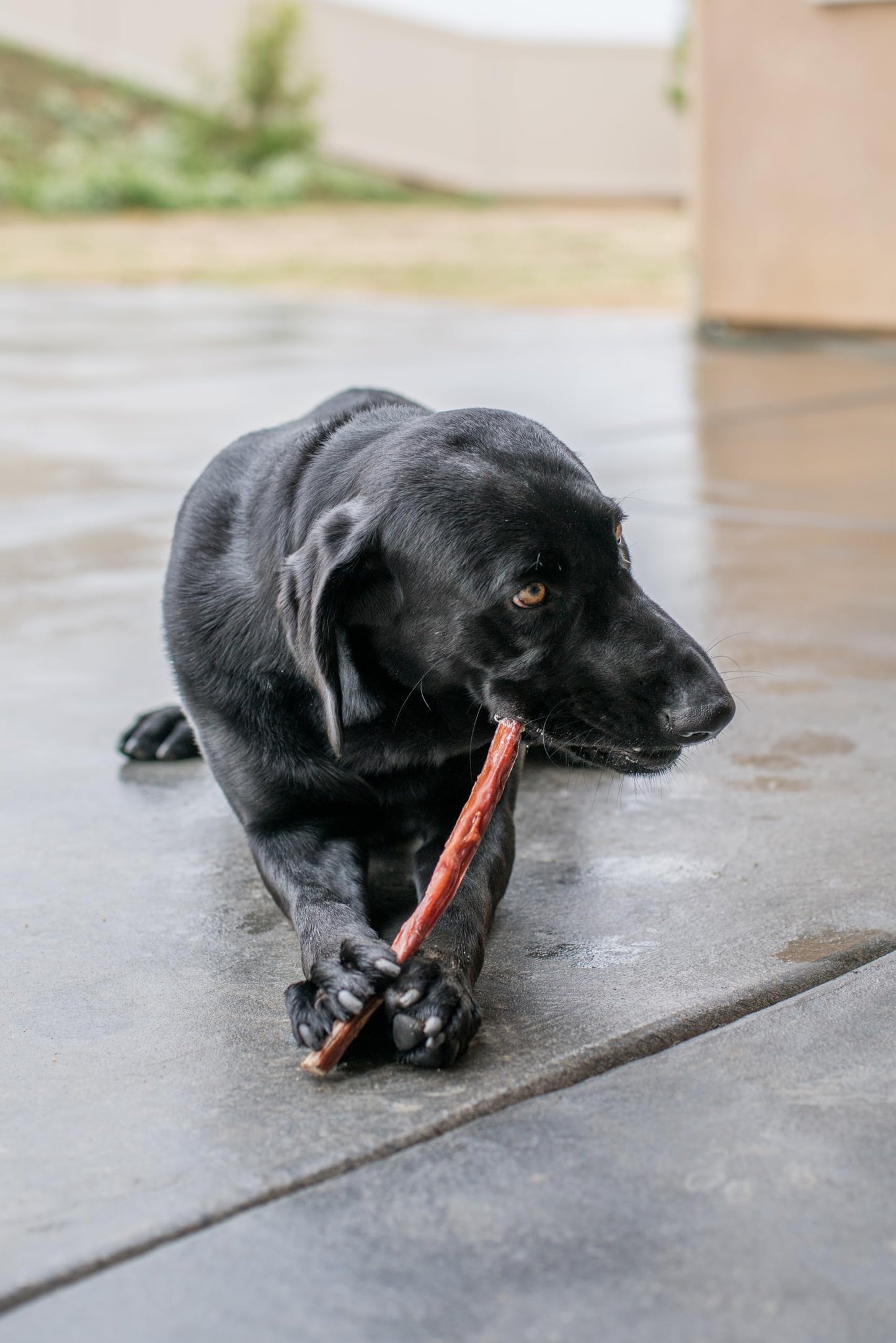 Best Pet Supplies GigaBite 6 Inch Beef Gullet Jerky Sticks (40 Pack) - All Natural, Free Range Beef Esophagus Stick Dog Treat