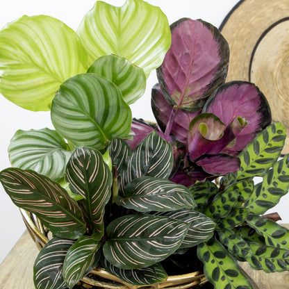 Calathea Prayer Plants Live House Plants (4PK), Pet Friendly Indoor Plants, Prayer Plant Houseplant Pack, Grower's Choice Calathea Plant Mix, Live Houseplants for Home and Office by Plants for Pets