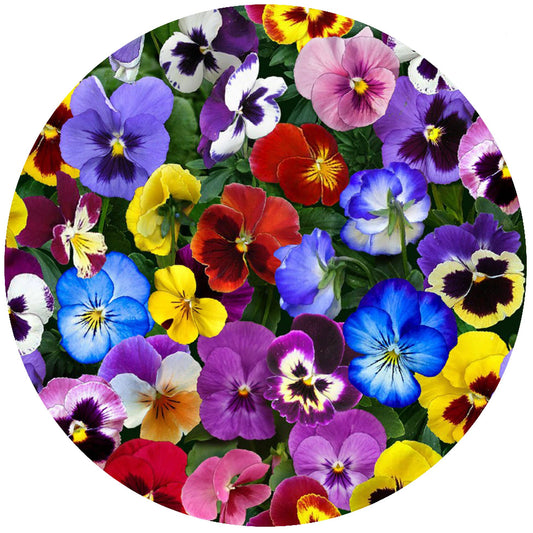 Andreas Silicone JO-14 Non-Slip 6.25" Jar Opener, Easy Lid Opener, Made with Silicone and Fabric, Dishwasher Safe, Garlic Peeler, Pansies, 6.25 inch