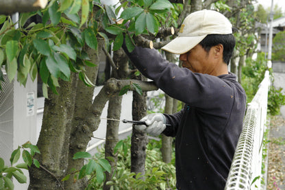 Silky GomBoy Professional Folding Saw 210mm Medium Teeth (121-21)