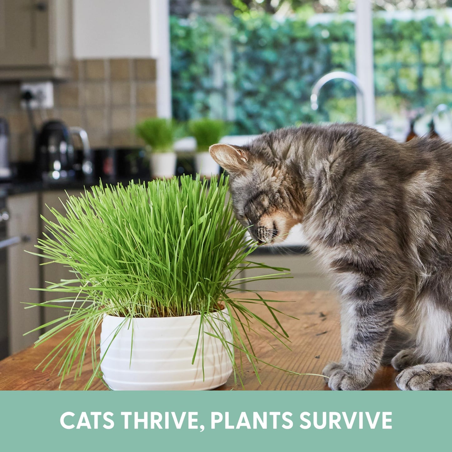 The Cat Ladies Cat Grass Grow Bag Kit, Organic Cat Grass for Indoor Cats, Cat Grass Seeds, Soil & Grow Bags 3 Pack