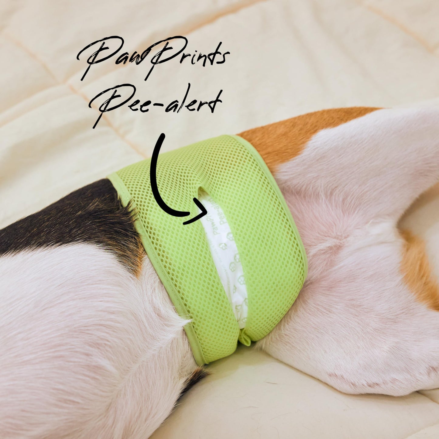 WICKEDPUP Male Dog Belly Band Kit, 50 Diaper Pads & 1 Reusable Male Wrap (Size 2 (17.5"-21.5" Waist))