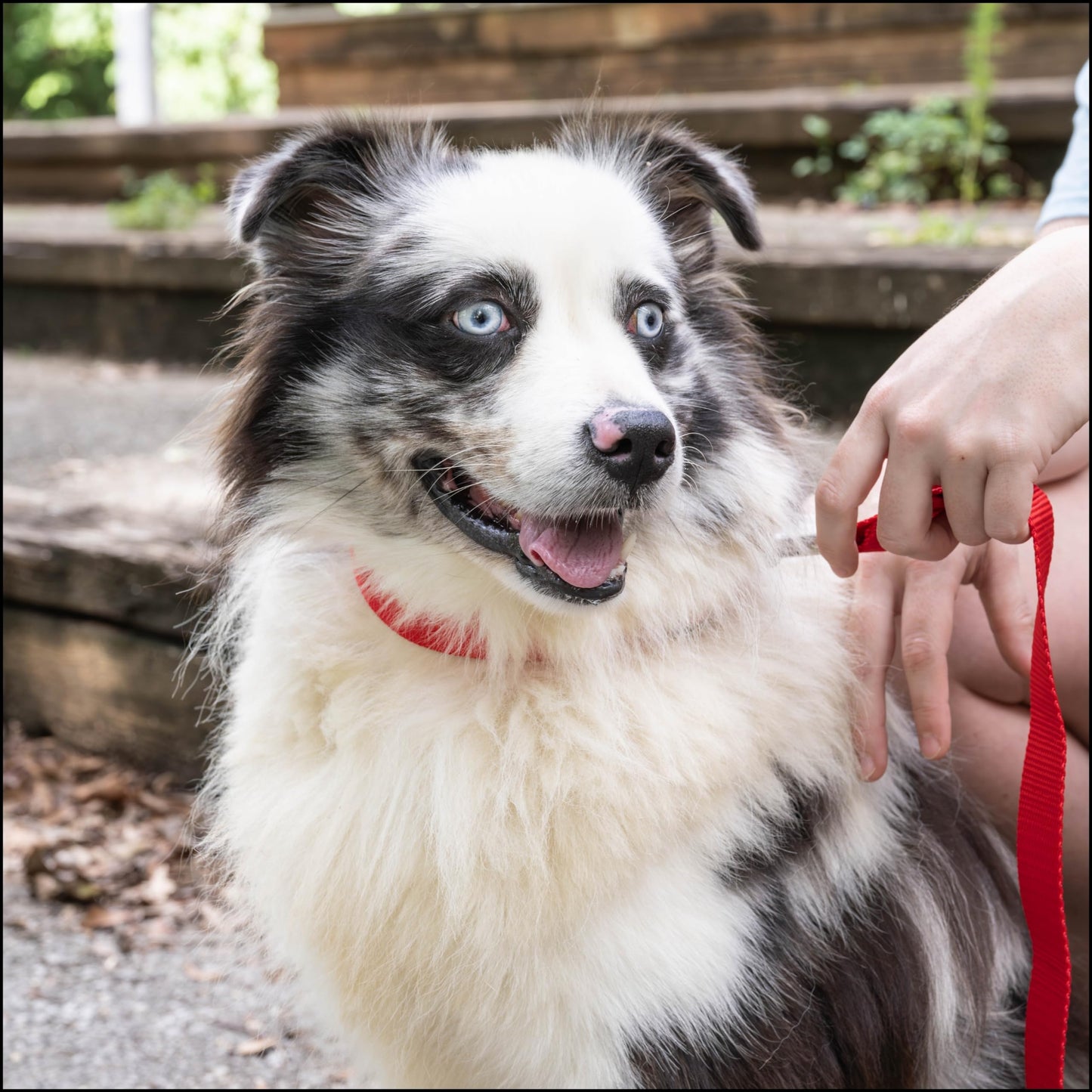 Country Brook Petz - American-Made Dog Collar for Large, Medium, and Small Dogs and Puppies - Deluxe Heavy Duty Nylon in 33 Dazzling Colors (Large, 1 Inch Wide, Bright Red)