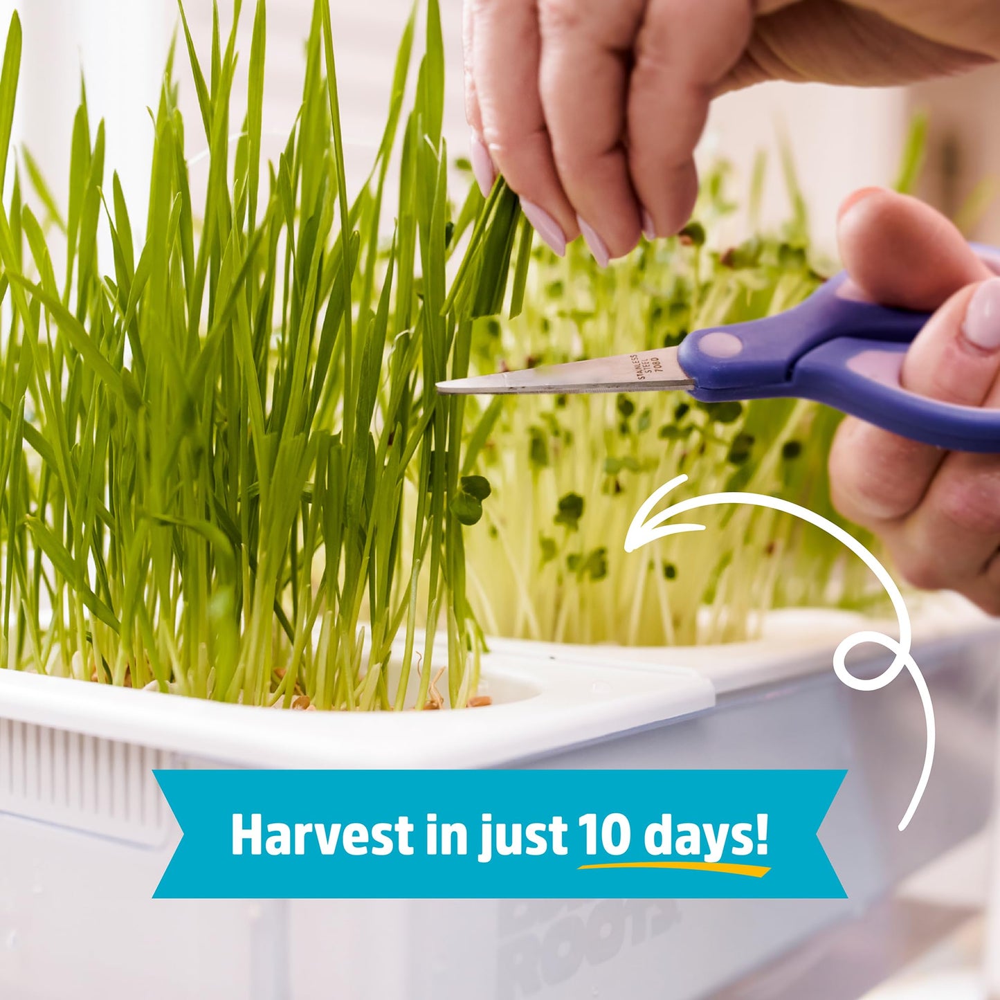 Back to the Roots Indoor Aquaponic Garden - 3 Gallon Self Watering, Mess-Free Planter and Self-Cleaning Fishtank for Herbs, Microgreens, Bamboo, Succulents, and Houseplants, support Fish