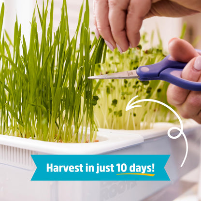 Back to the Roots Indoor Aquaponic Garden - 3 Gallon Self Watering, Mess-Free Planter and Self-Cleaning Fishtank for Herbs, Microgreens, Bamboo, Succulents, and Houseplants, support Fish