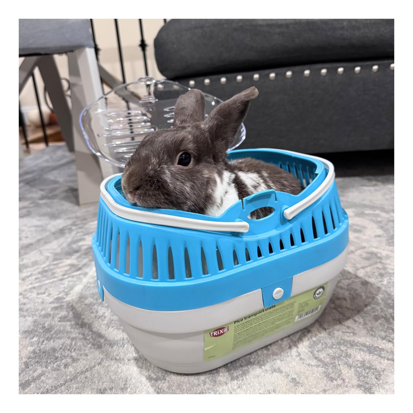 TRIXIE Pico Transport Crate, Small Pet Carrier, Portable Travel Carrier, for Small Pets, Hamsters, Guinea Pig, Lizards