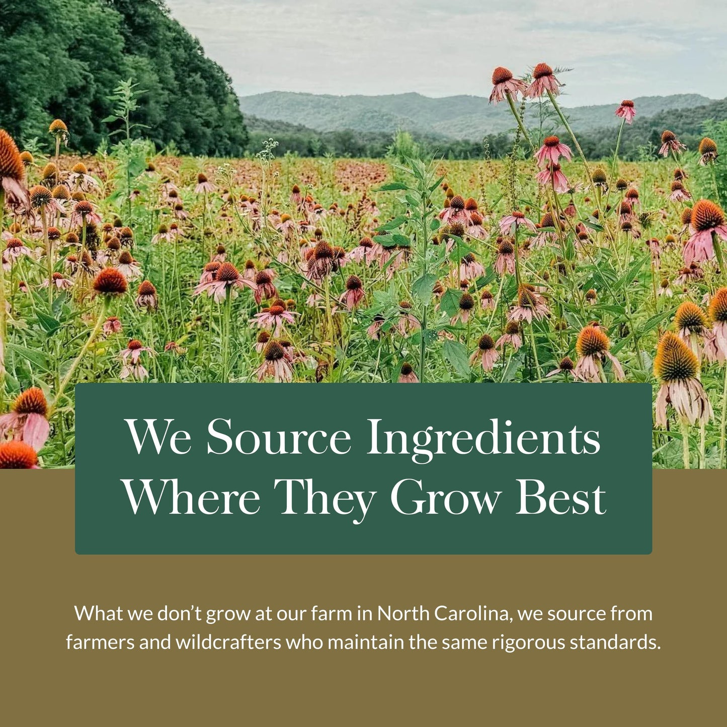 Gaia Herbs Adrenal Health Nightly Restore - Herbal Supplement with Ashwagandha, Magnolia Bark, Cordyceps, Lemon Balm & More - 120 Vegan Liquid Phyto-Capsules (60 Servings)