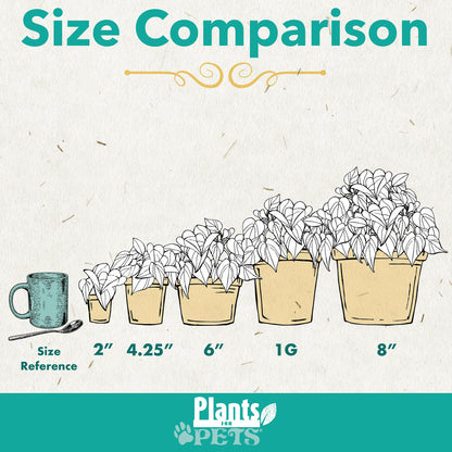 Easy to Grow Houseplants (Pack of 6), Live House Plants in Containers, Growers Choice Plant Set in Planters with Potting Soil Mix, Home Décor Planting Kit or Outdoor Garden Gifts by Plants for Pets