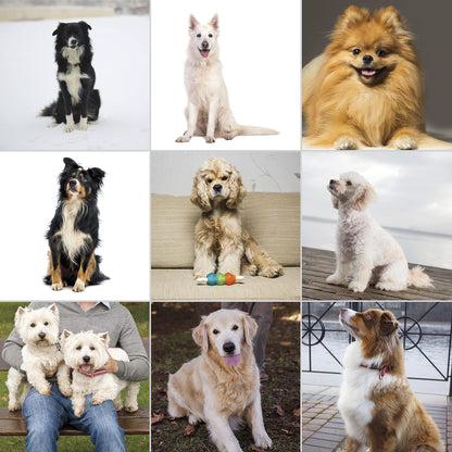 Wahl USA Pet-Pro Corded Clipper & Battery Trimmer Pet Grooming Combo Kit for Dogs with Light to Thick Coats, The Brand Used by Professionals - Model 9284