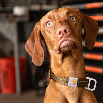 Carhartt Fully Adjustable Nylon Webbing Collars for Dogs, Reflective Stitching for Visibility, Black (Nylon Webbing), Medium