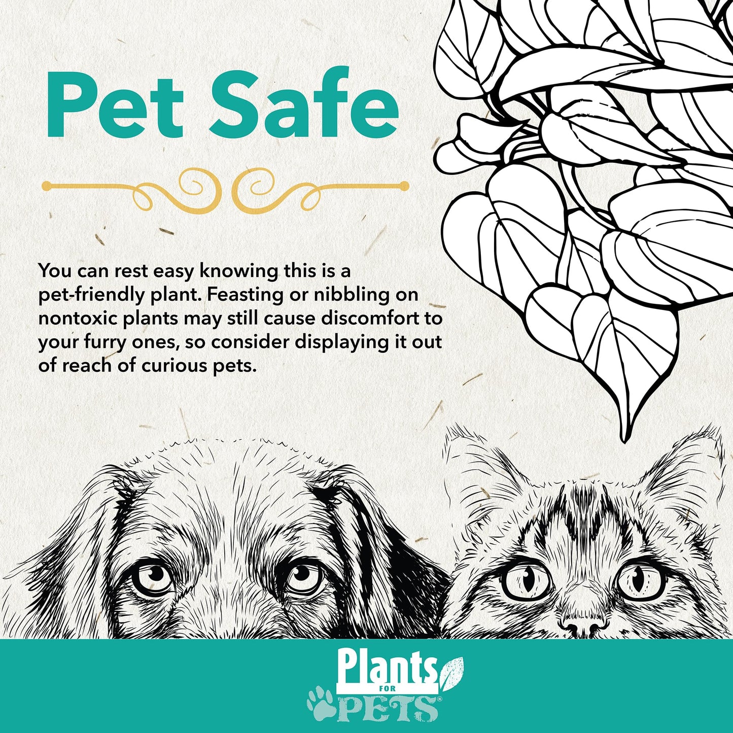 Calathea Prayer Plants Live House Plants (4PK), Pet Friendly Indoor Plants, Prayer Plant Houseplant Pack, Grower's Choice Calathea Plant Mix, Live Houseplants for Home and Office by Plants for Pets