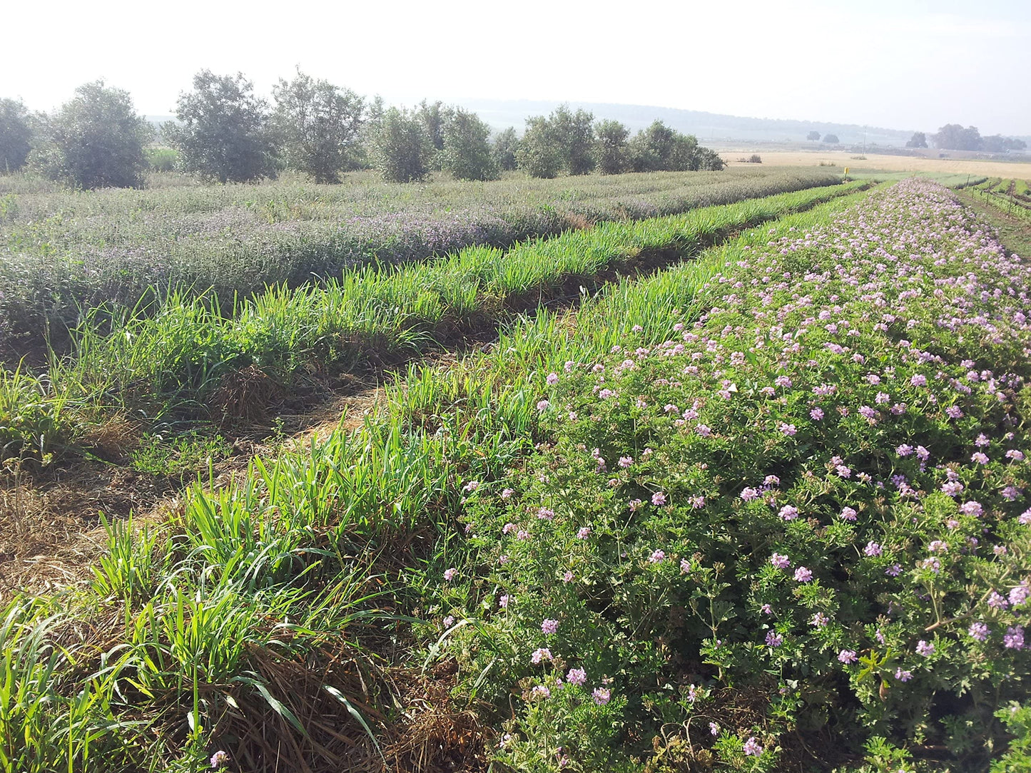 The Spice Way - Pure 100% Sumac, No Salt, no GMO, no Irradiation, Spice Seasoning Powder 2 oz (resealable bag) (Sumak)