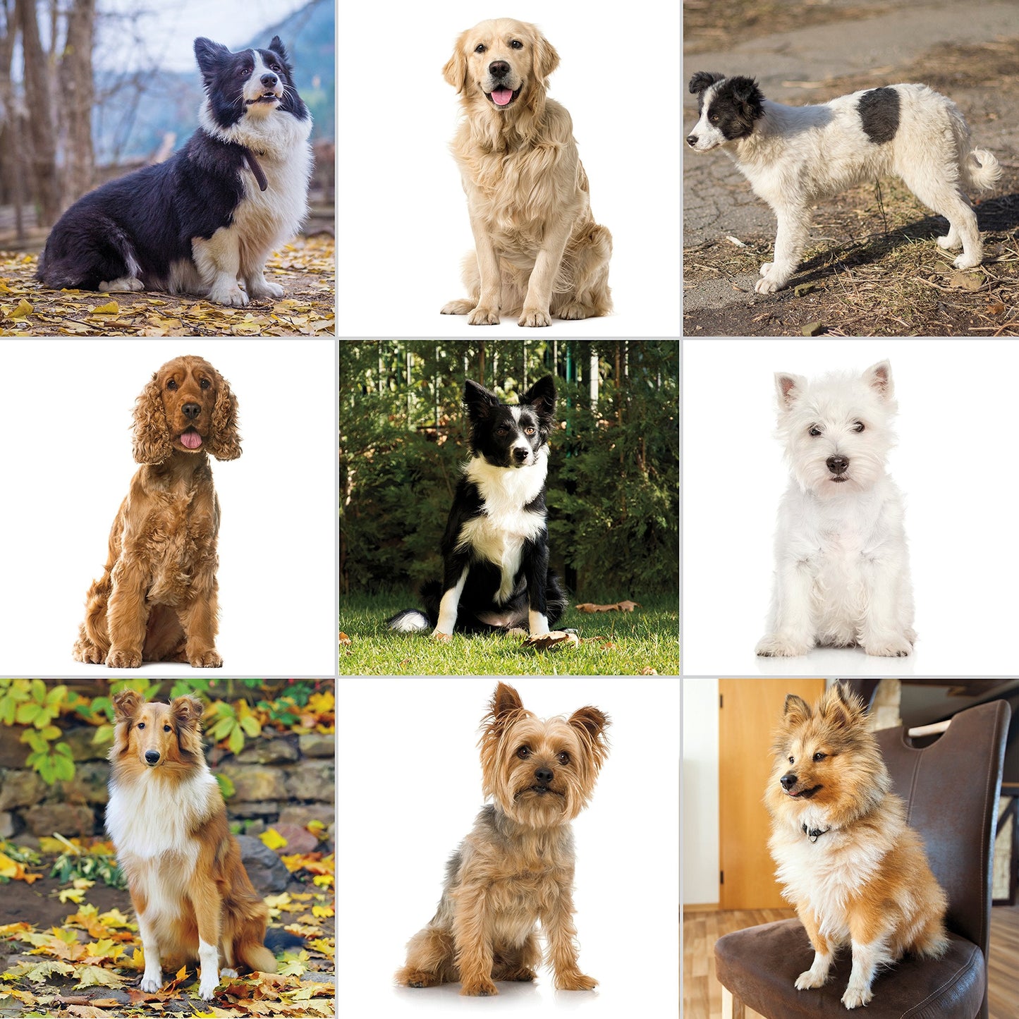 Wahl USA Clipper Pet-Pro Dog Grooming Kit - Electric Corded Dog Clipper for Dogs & Cats with Fine & Medium Coats - Model 9281-210