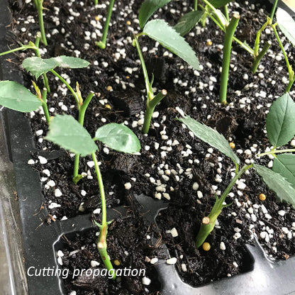 Gardzen 5-Set Seed Starter Tray Kits, Durable Plant Germination Trays with Humidity Vented Domes and Bases, Ideal for Seed Starting, Indoor Gardening, and Greenhouse (Total 200 Cells)